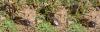 Colletes cunicularius